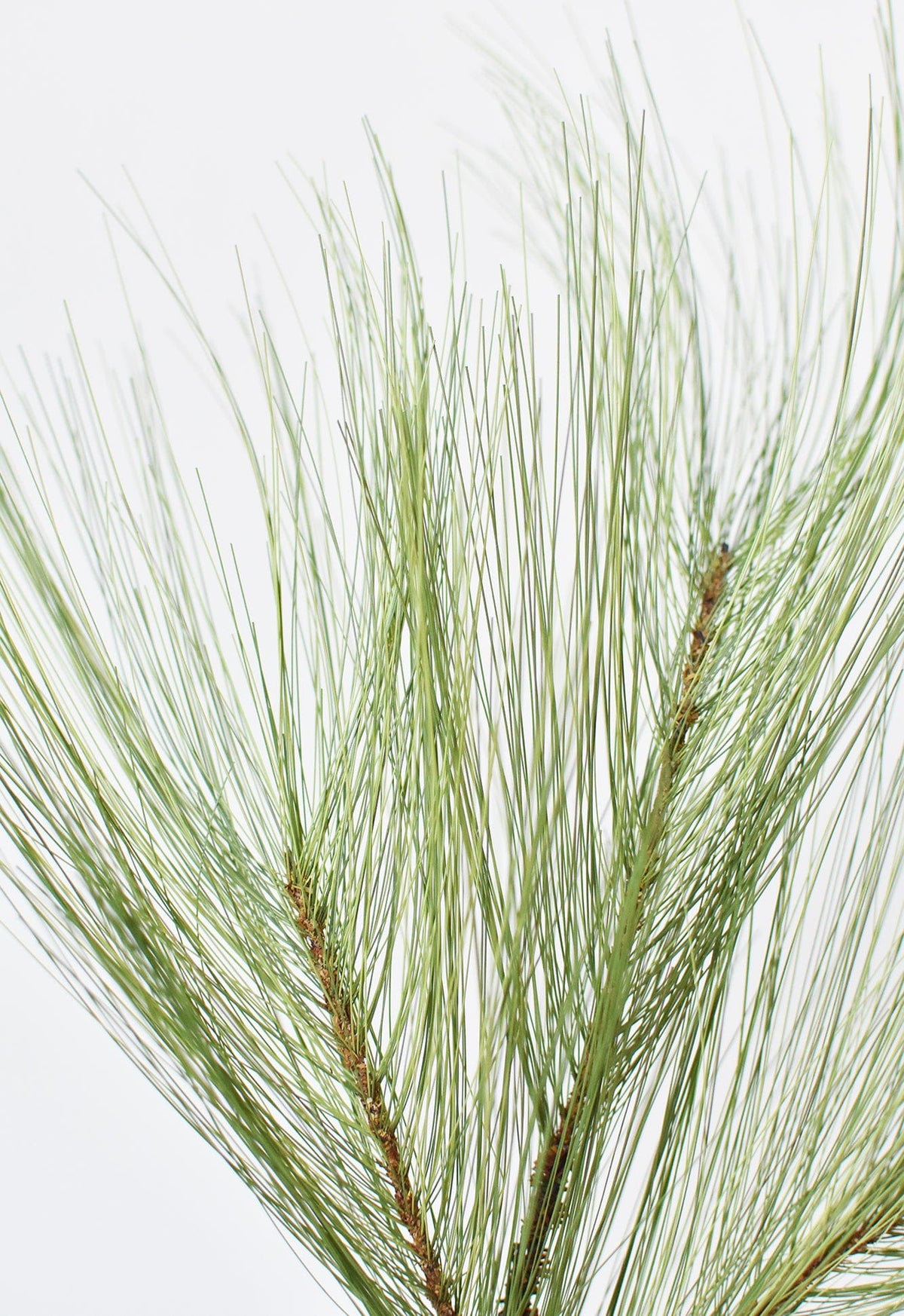 21” Long Needle Pine Spray