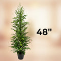 Norfolk Pine Tree in Pot, 2 Size Options