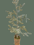 41 "Mini Spruce Pine Tree in Pot