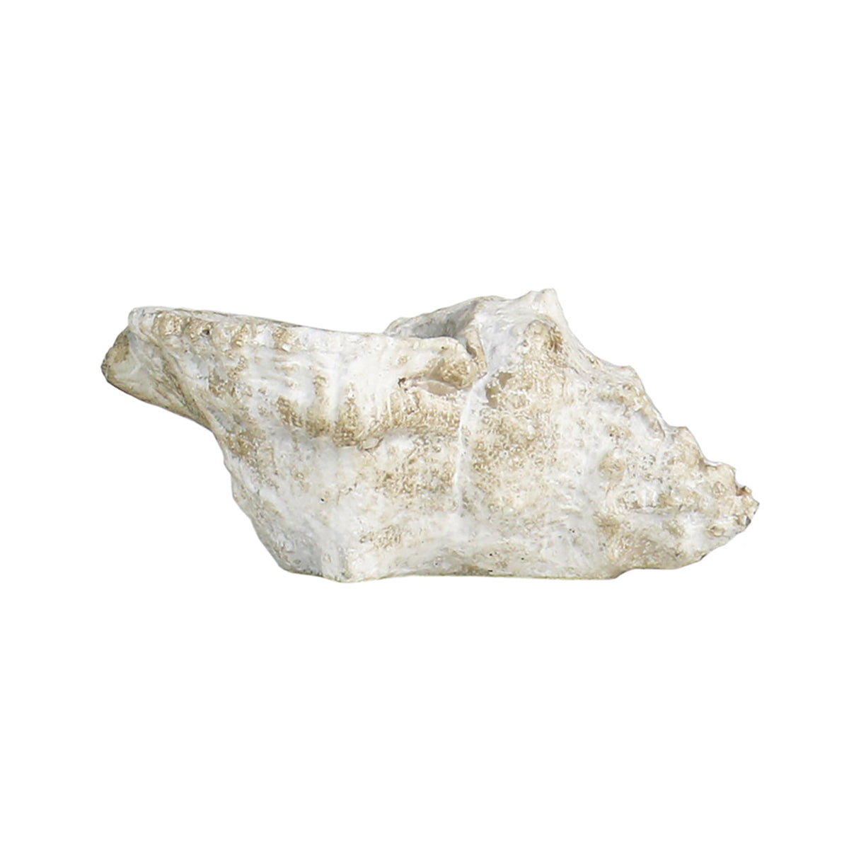 Cast Concrete Conch Shell Planter | 2 Sizes