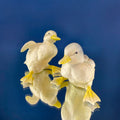 Department 56 Ducklings on Parade, Pair